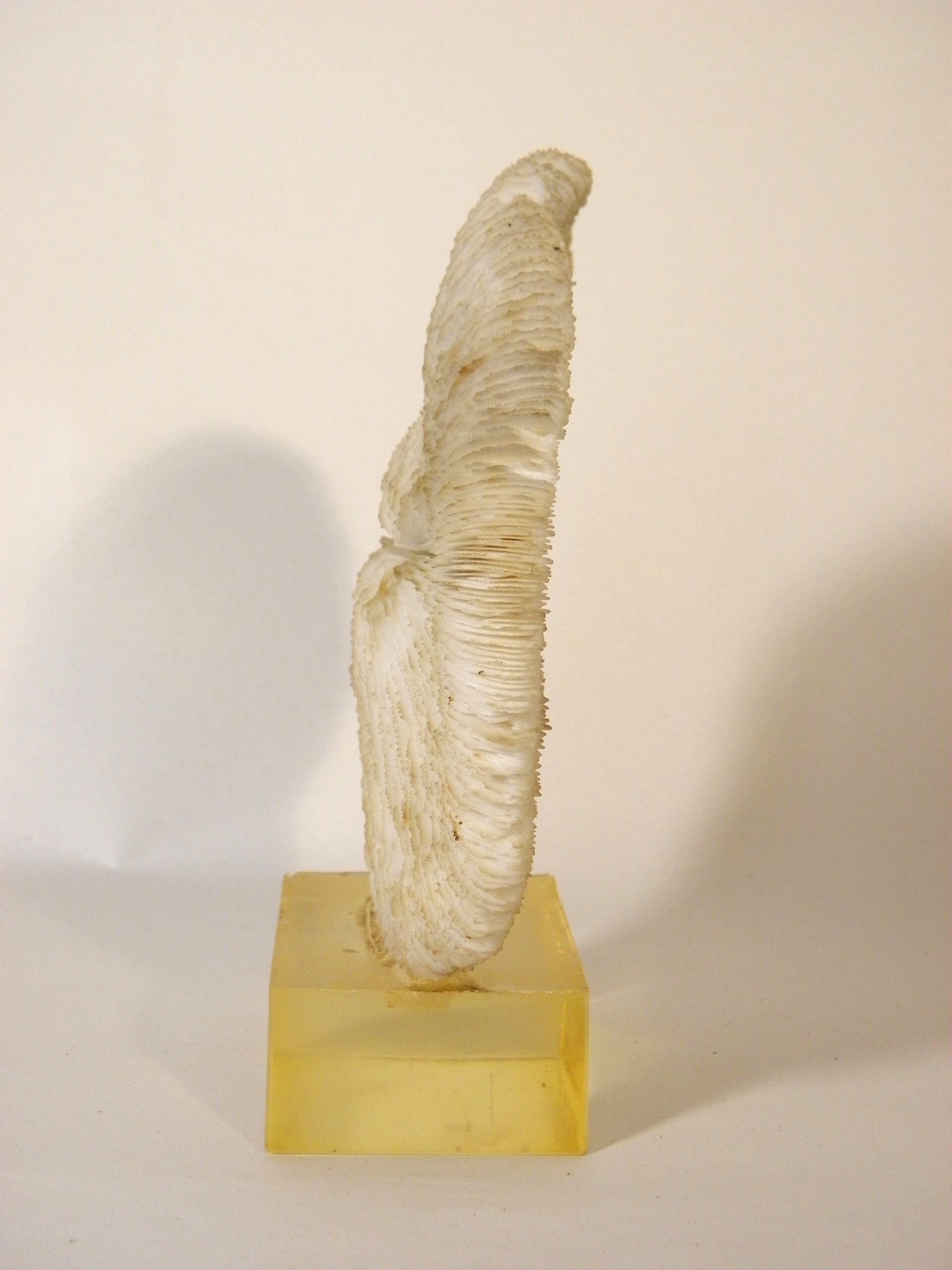 Coral on its resin base