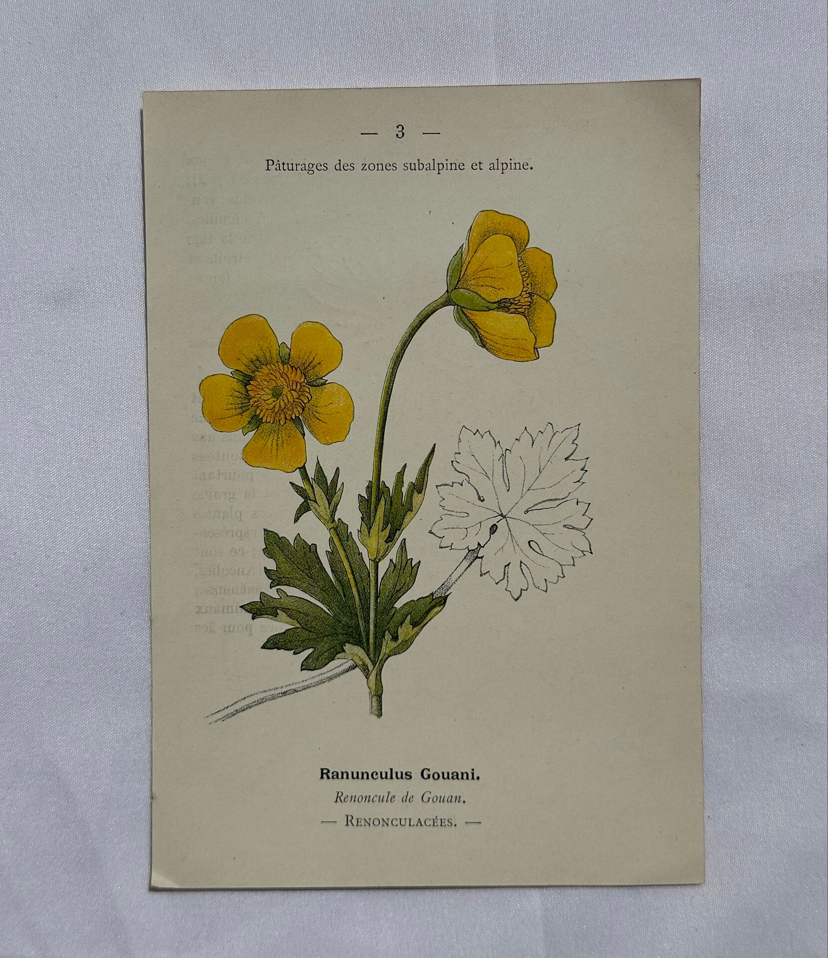 Botanical panache naturalist engraving scientific lithograph plant flower
