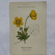 Botanical panache naturalist engraving scientific lithograph plant flower