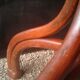 Thonet parrot coat holder, signed