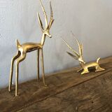 Two golden animal subjects