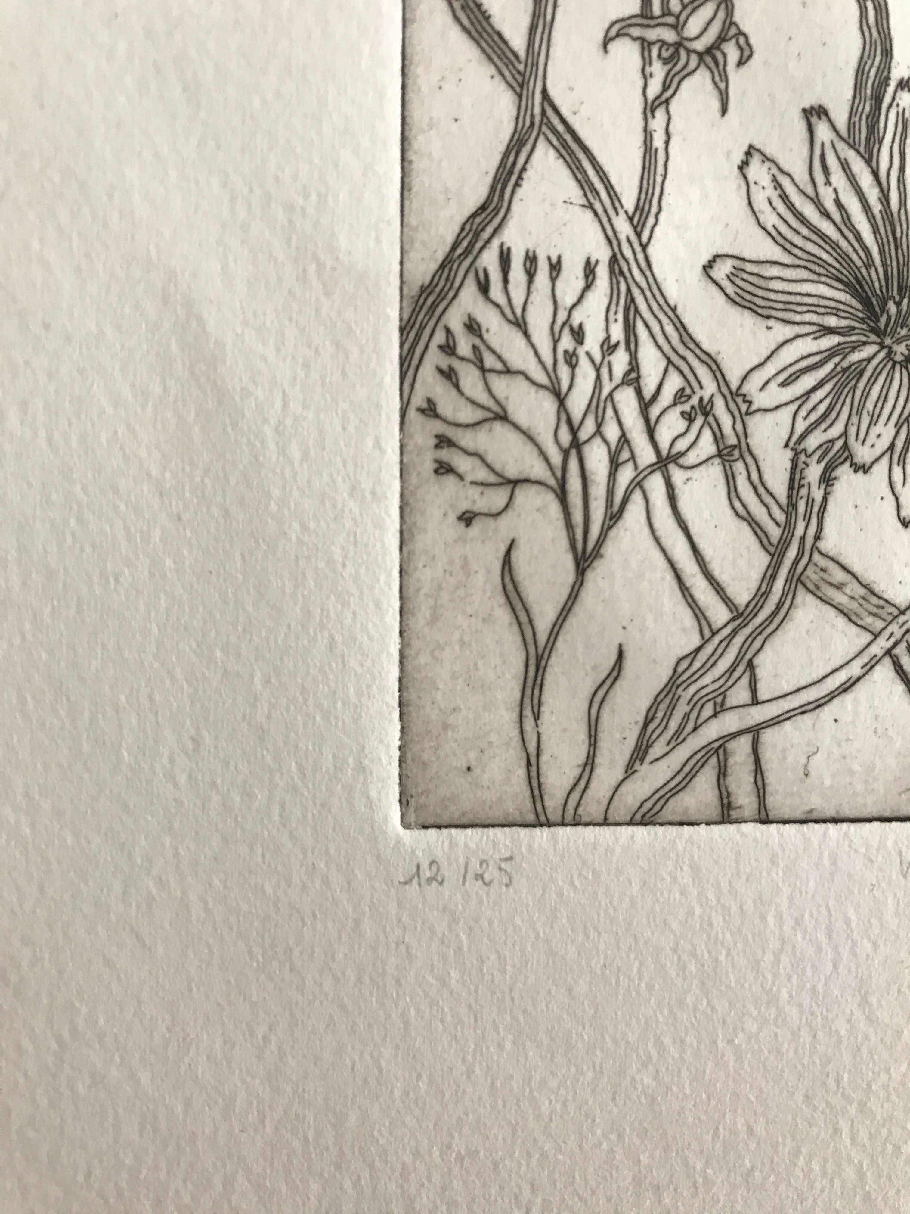 Etching signed by violayne hulné, study of clematis, 1984