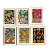 Set of 6 posters