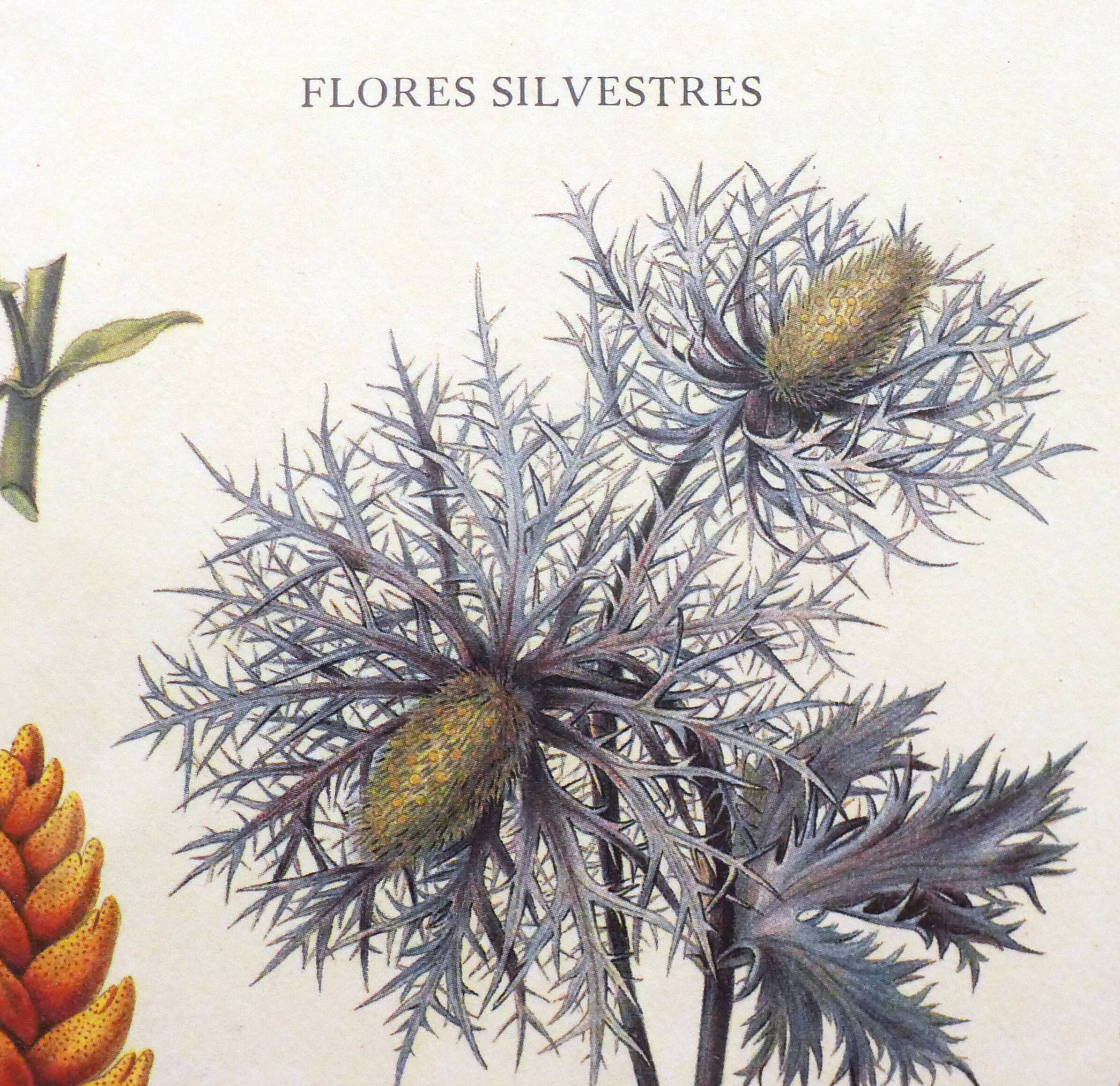 Framed Wildflower Botanical Plate