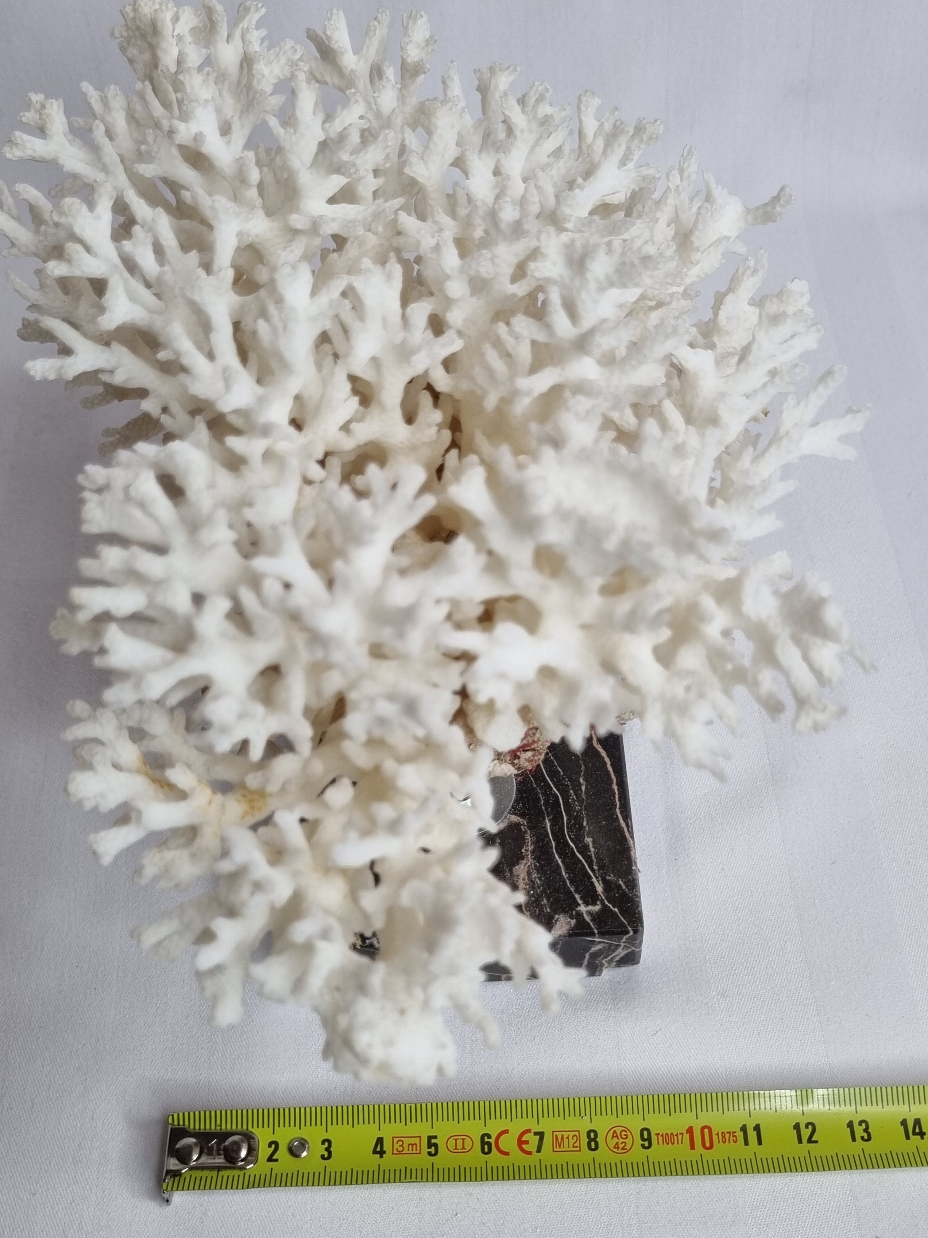 Ancient white coral on portor marble base