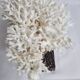 Ancient white coral on portor marble base