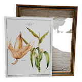 Corn botanical poster