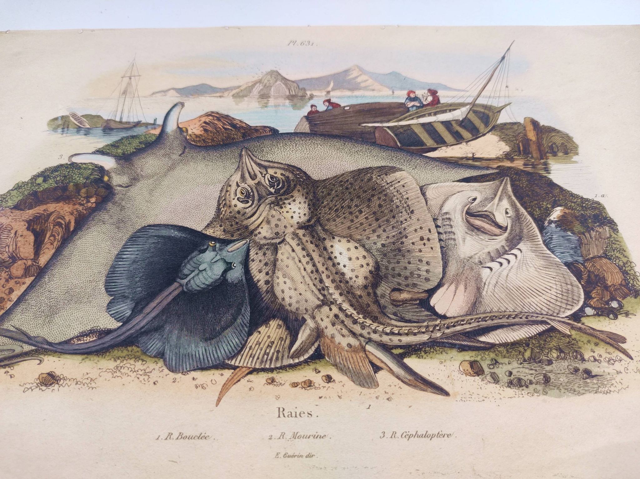Old engraving from 1839 - Rays - Hand-colored zoological plate. lithograph