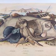 Old engraving from 1839 - Rays - Hand-colored zoological plate. lithograph