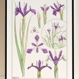 Affiche “Iris”, d’après une lithographie art nouveau de 1897