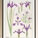 Poster "Iris", based on an Art Nouveau lithograph from 1897.
