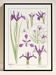 Poster "Iris", based on an Art Nouveau lithograph from 1897.