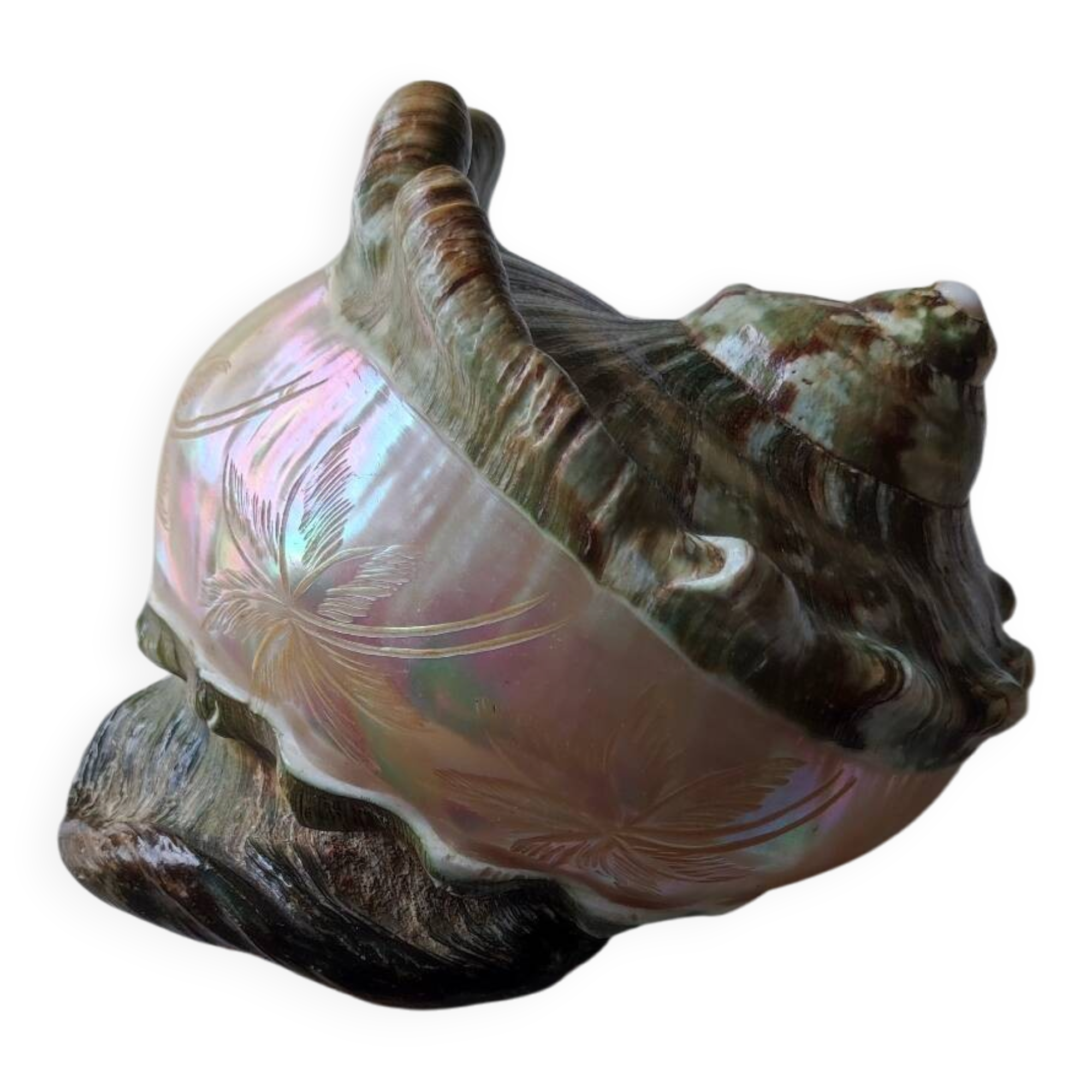 Coquillage deco