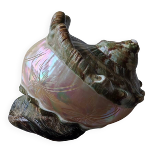 coquillage deco