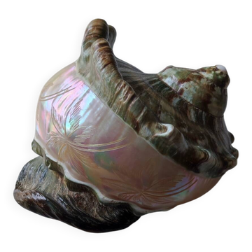 Coquillage deco