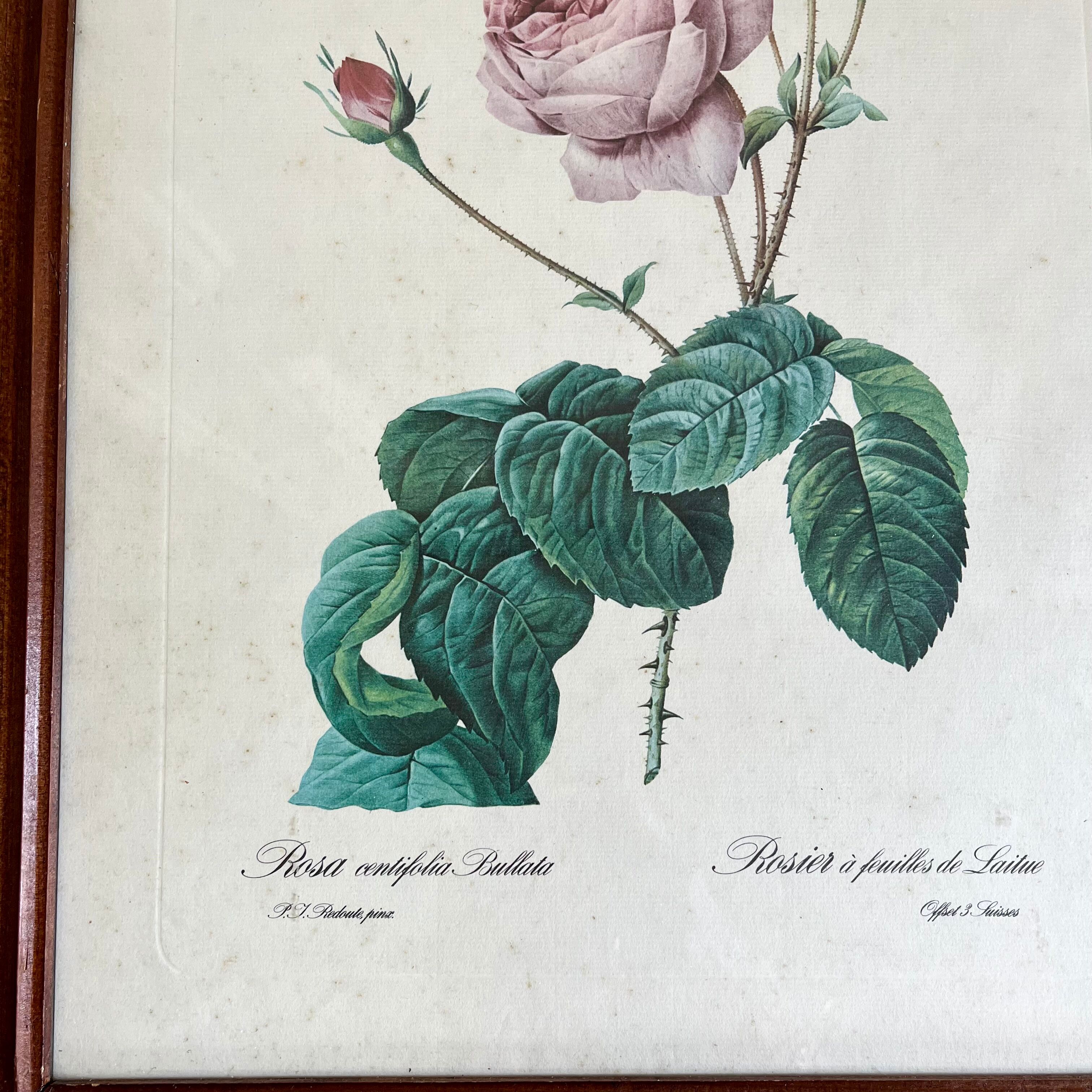 Framed pink botanical posters