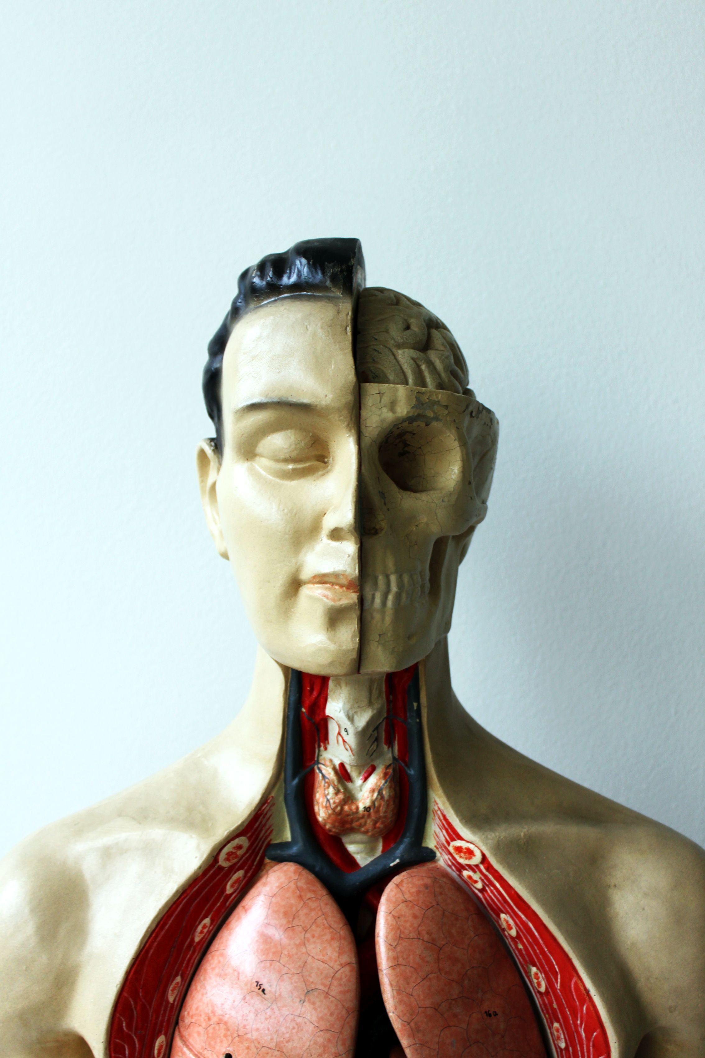 Vintage anatomical model, by Phywe, 50's.