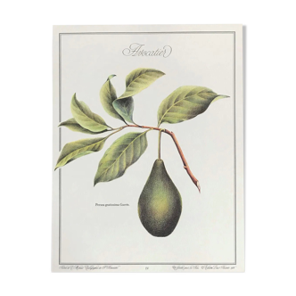 Planche botanique l’avocatier