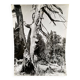 Silver gelatin photograph by Bernard Darot, Dead Tree, 20th century