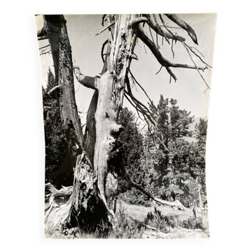 Photographie argentique Bernard Darot Arbre mort XXe