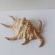Coquillage