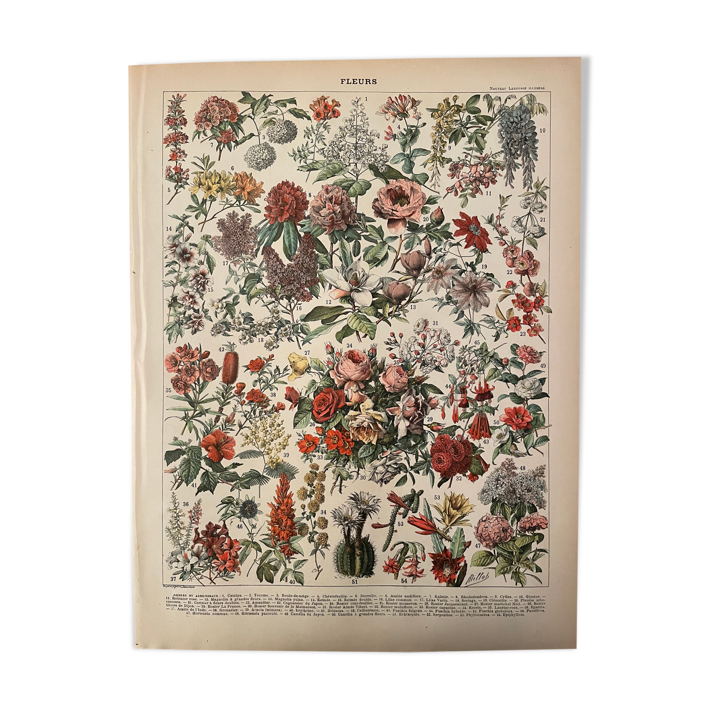 Lithograph engraving flowers of 1897