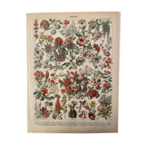 Lithograph engraving flowers of 1897