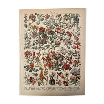 Lithograph engraving flowers of 1897