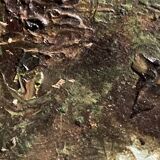 Peter baumgartner (1834-1911), seaside landscape, oil on canvas