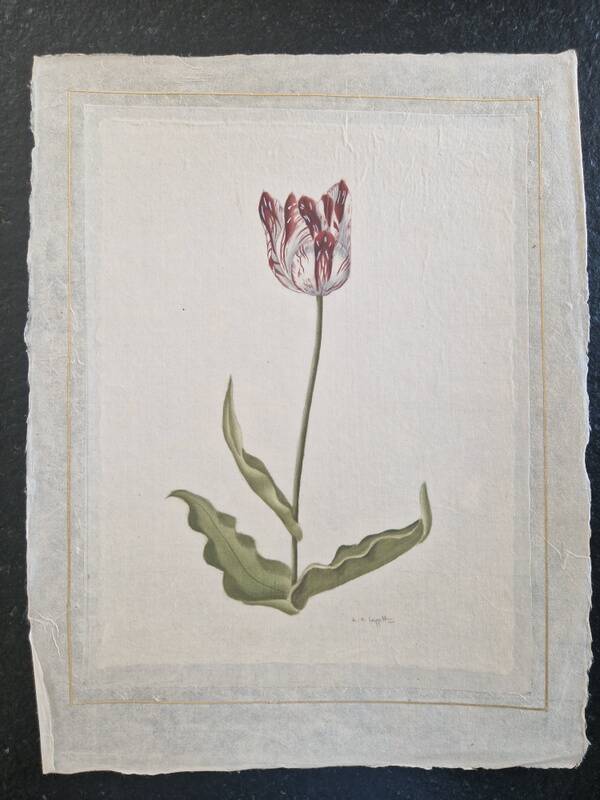 La Roche Laffitte (Born in 1943) - Watercolour drawing on silk - Tulip