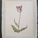 La Roche Laffitte (Born in 1943) - Watercolour drawing on silk - Tulip