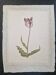 La Roche Laffitte (Born in 1943) - Watercolour drawing on silk - Tulip