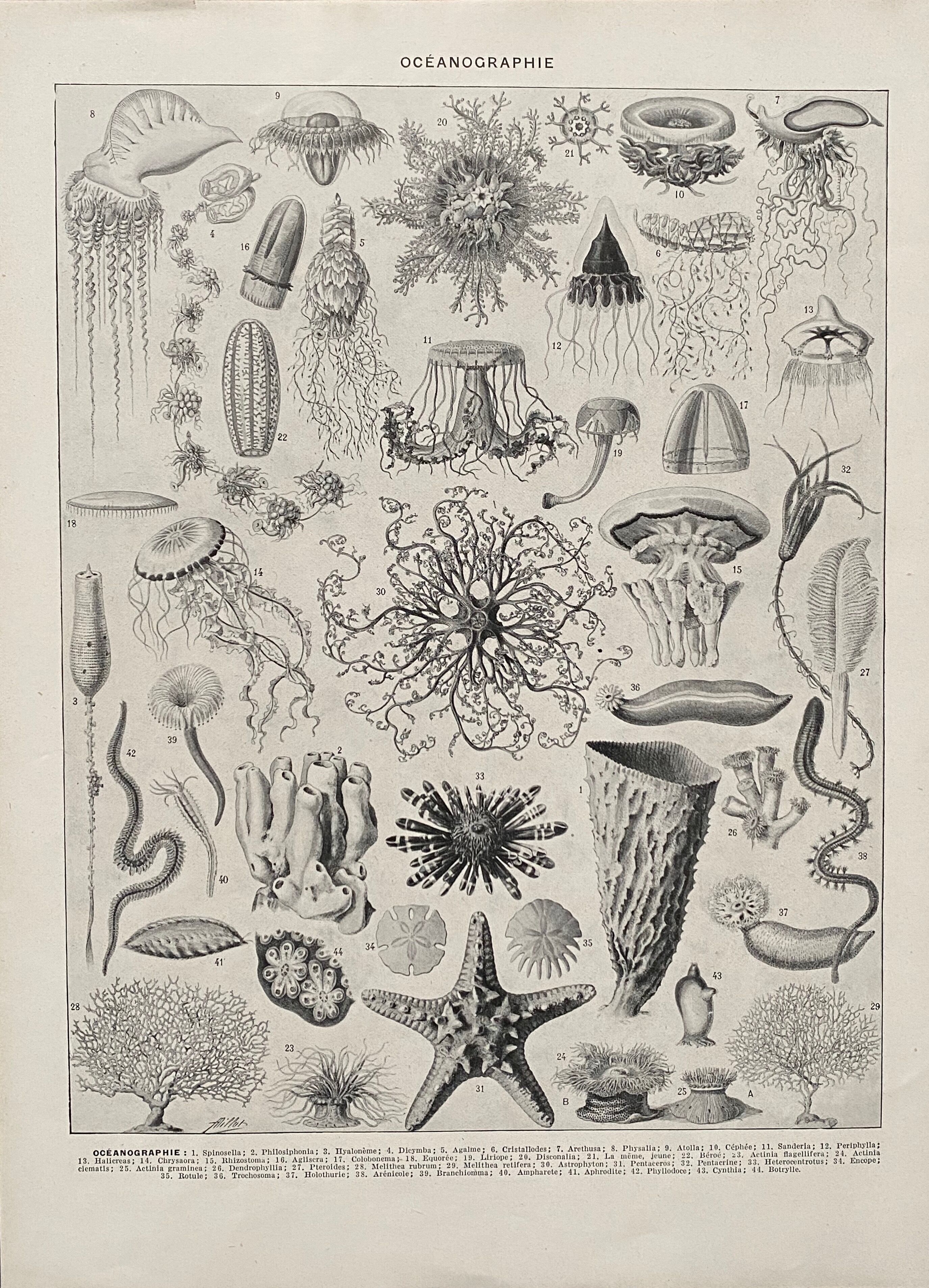 Old illustration Millot "Oceanography"