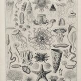 Old illustration Millot "Oceanography"