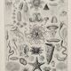 Old illustration Millot "Oceanography"