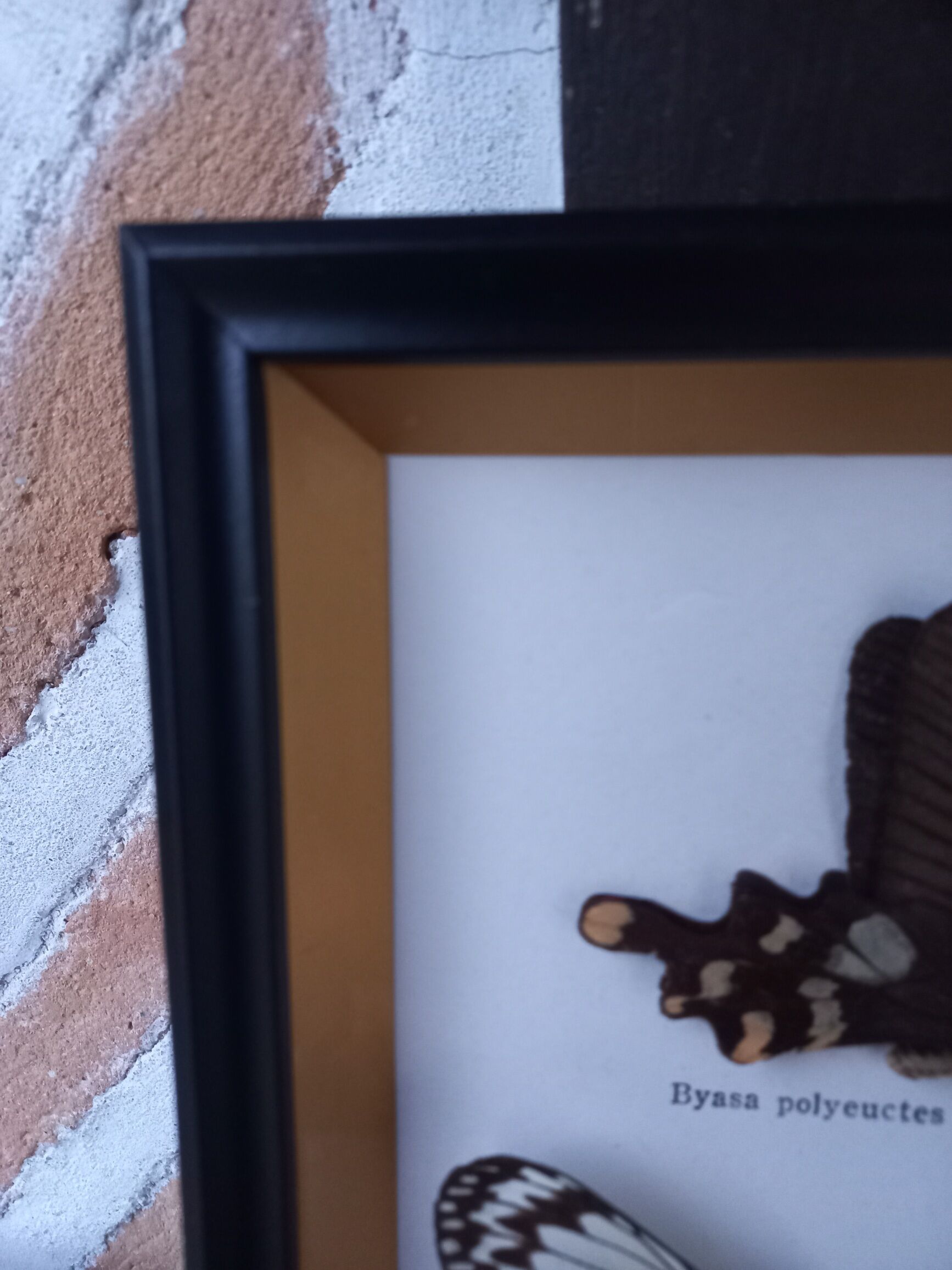 Frame 2 stuffed butterflies