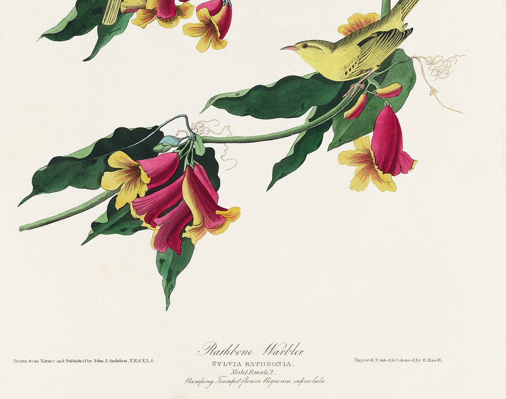 Poster about the Warbler, based on an old engraving from 1827.