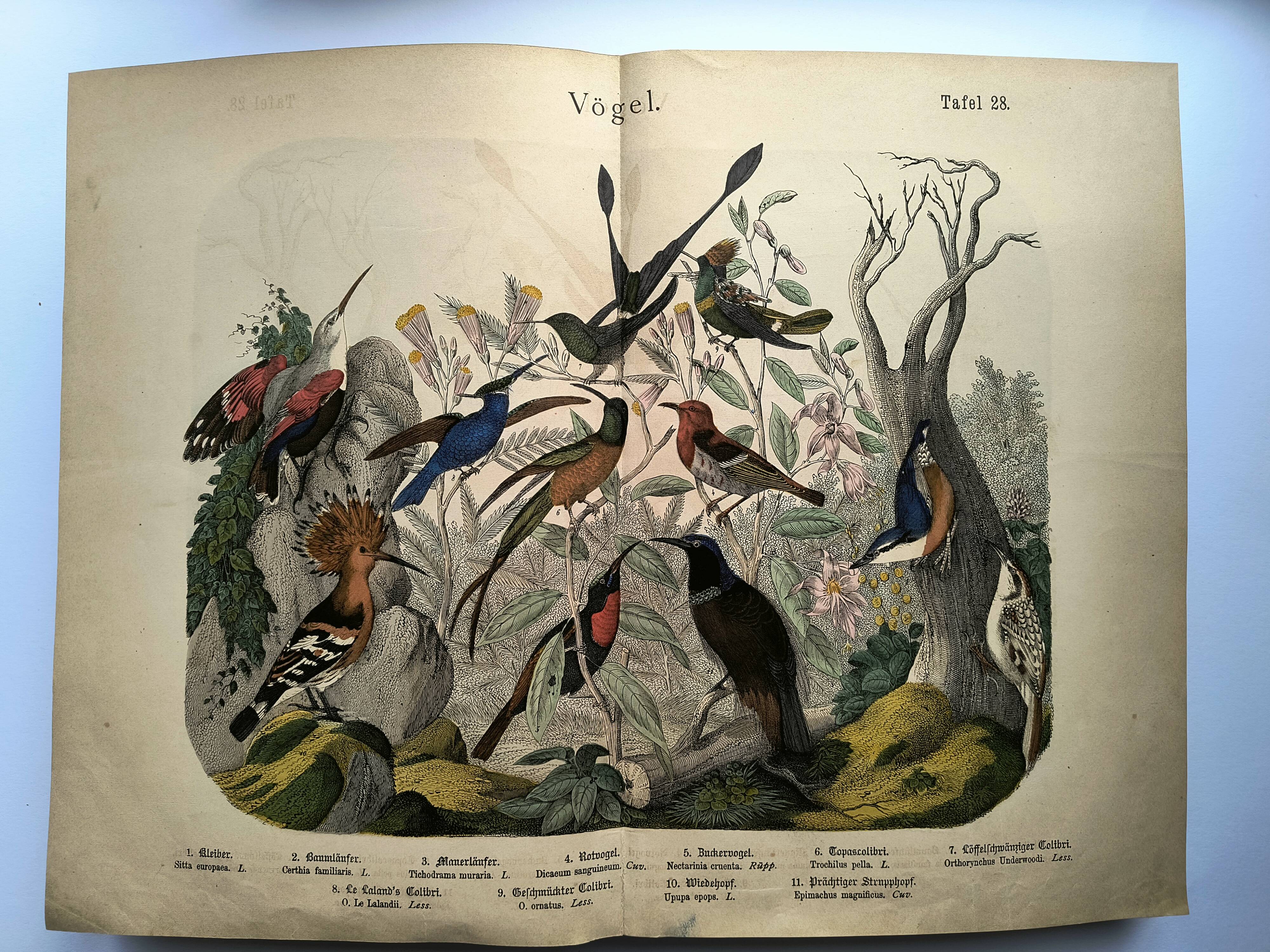 Old engraving from 1886 - Tropical and exotic birds - vintage plate