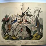 Old engraving from 1886 - Tropical and exotic birds - vintage plate