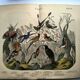 Old engraving from 1886 - Tropical and exotic birds - vintage plate