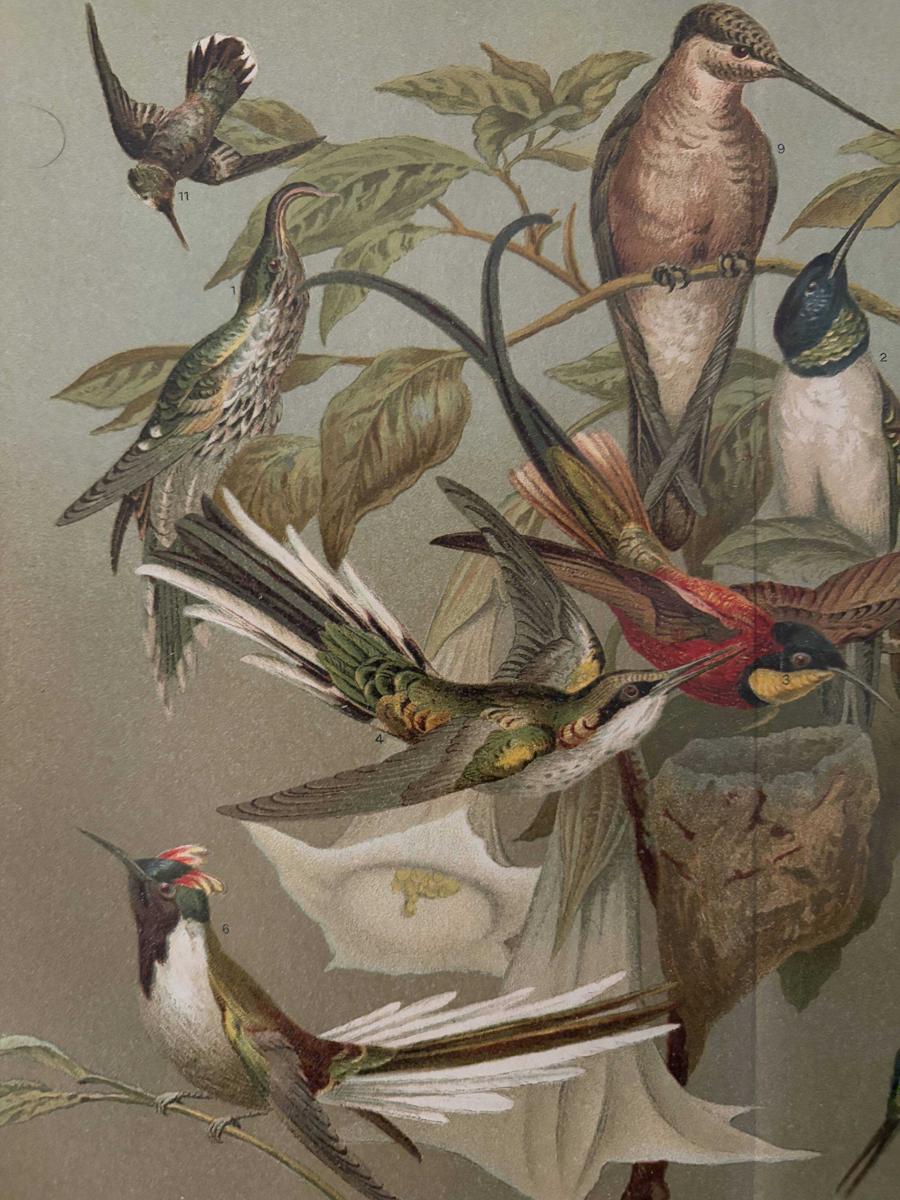 Lithograph engraving of hummingbirds – 1890