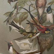 Lithographie gravure sur les colibris – 1890