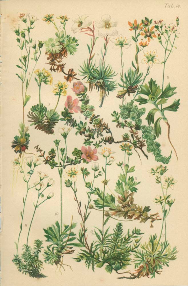 Botanical Plate 1906: saxifrage of the Alps (14)