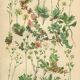 Botanical Plate 1906: saxifrage of the Alps (14)