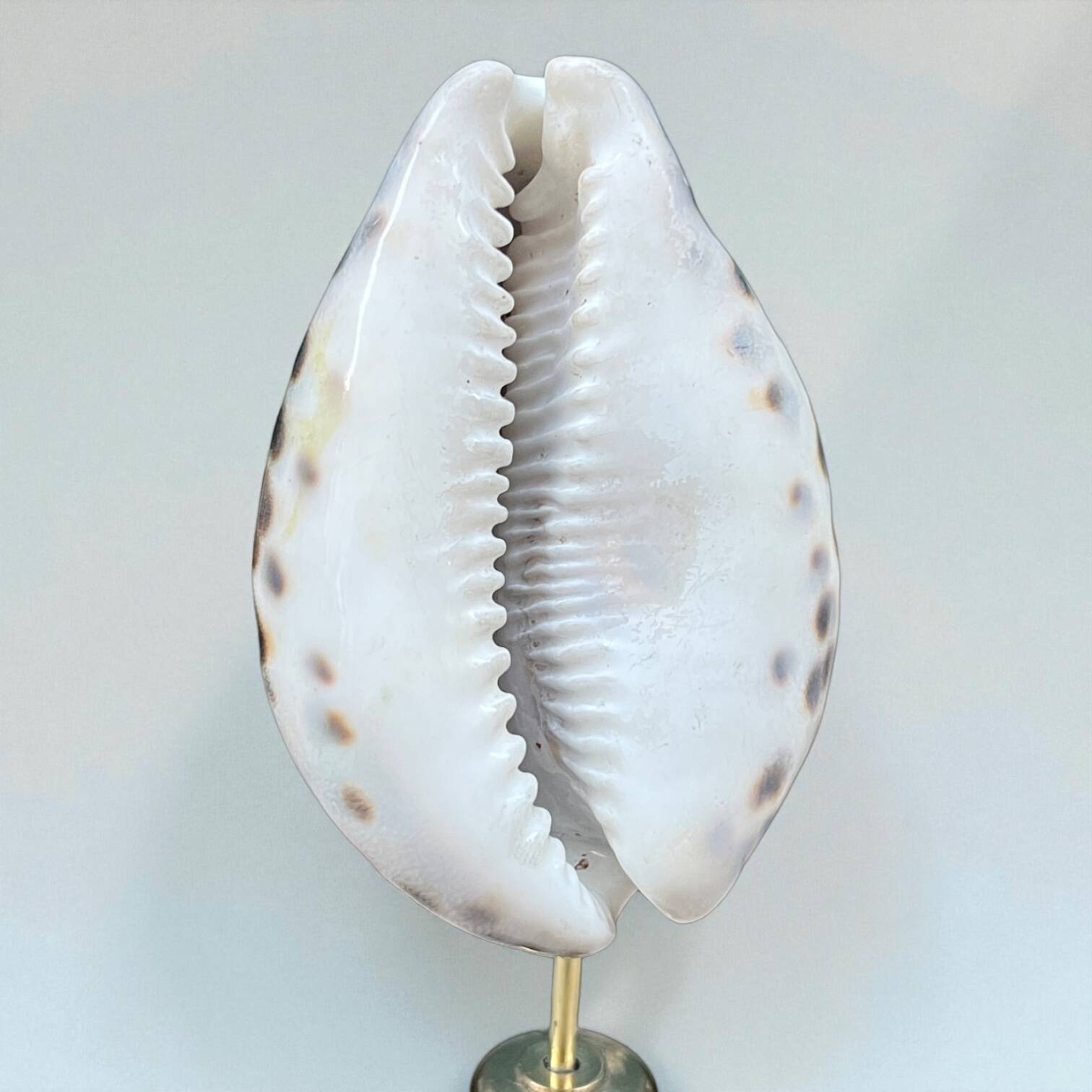 Tiger porcelain seashell on a wooden base, late 19th century