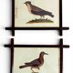Pair of 19th Century French Folk Art Frames with Pomar Codex Bird Facsimiles