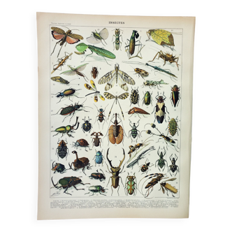 Gravure • Insectes, entomologie 1 • Affiche originale et vintage de 1898