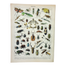 Gravure • Insectes, entomologie 1 • Affiche originale et vintage de 1898