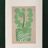 The Pilea