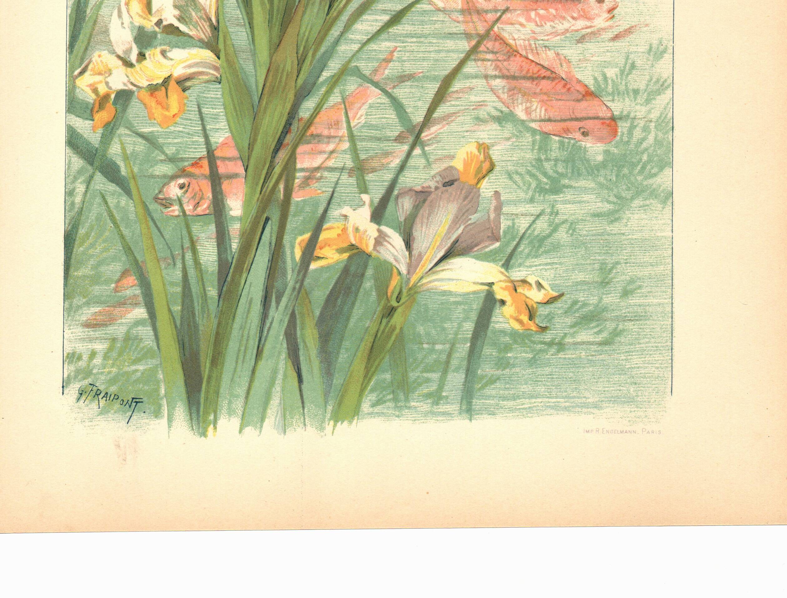 Art Nouveau engraving from 1896 - Marsh Iris and Koi Carp - by Fraipont